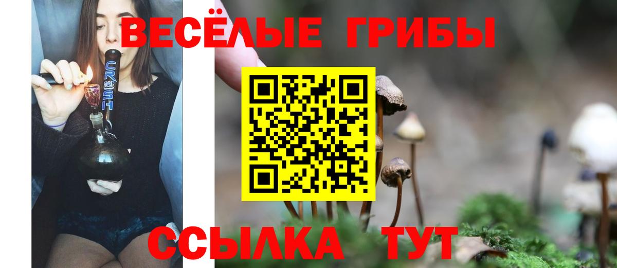 Галлюциногенные грибы Psilocybe Кизилюрт